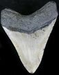 Bargain Megalodon Tooth - North Carolina #22943-2